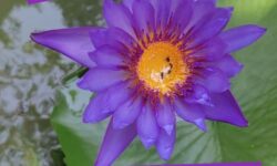 YIN Yoga Special – Freitag 01. September